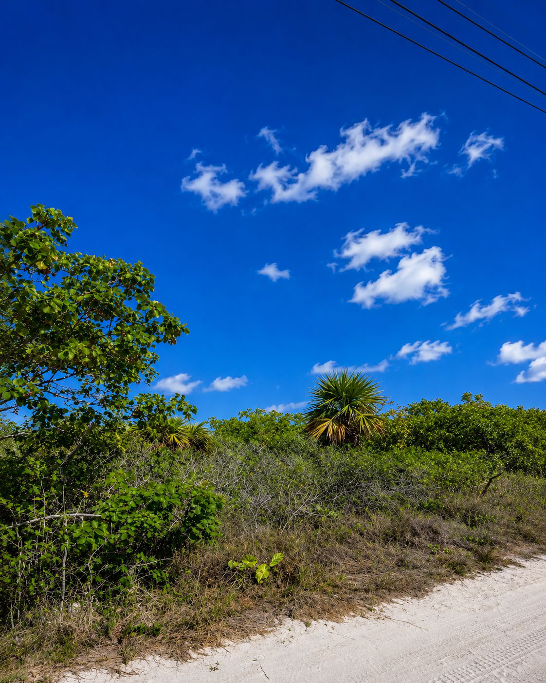 Vegetación nativa de San Benito, Yucatán